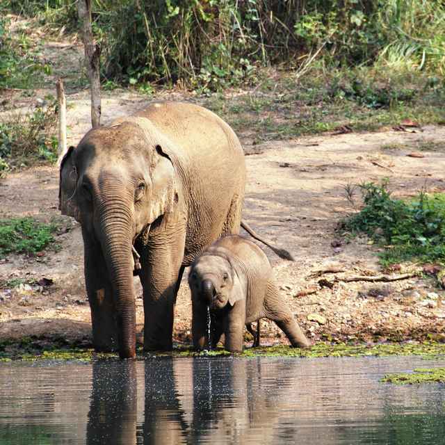 Voyage en Thaïlande - Eléphant
