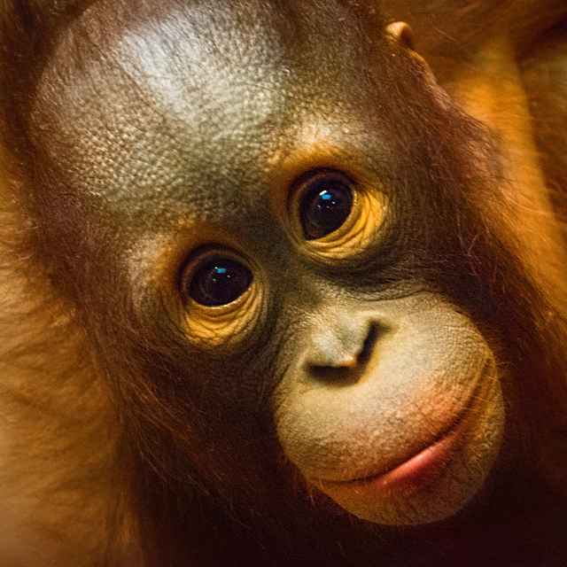 Safari à Sumatra - Orang-outan